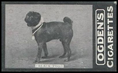 152 Black Pug